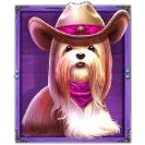 Cowgirl Shih Tzu
