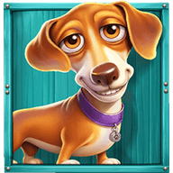 Dachshund