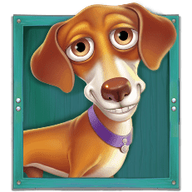 Dachshund