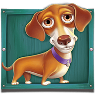 Dachshund