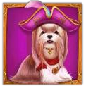 Shih Tzu in a pirate hat