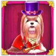Shih Tzu in a top hat